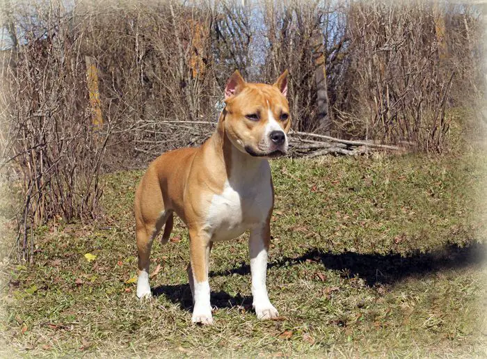 JCH RUS, JCH RKF Felicita Аstilars iz Sozvezdiya Staff