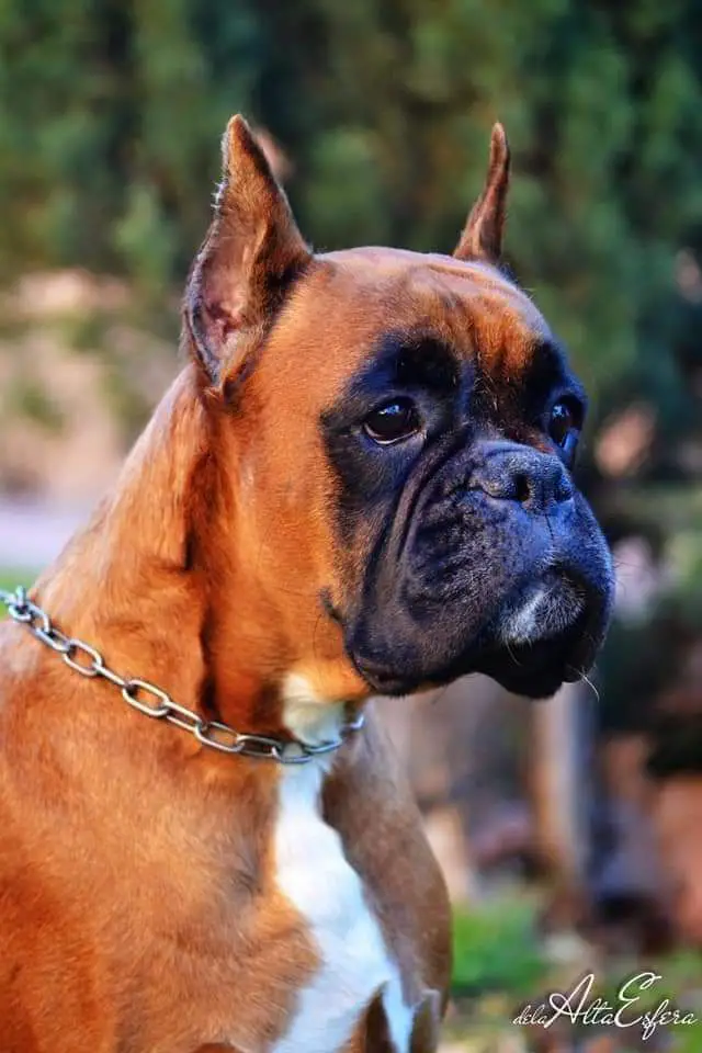 Ivana del Colle dell'Infinito (Danilo x Avantura)