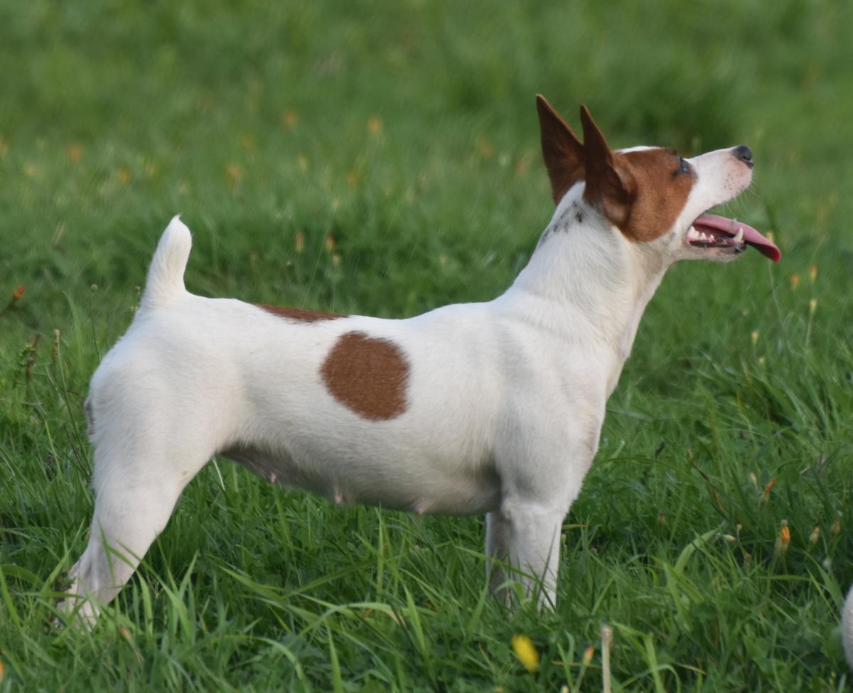 Hall's Comely Coquille