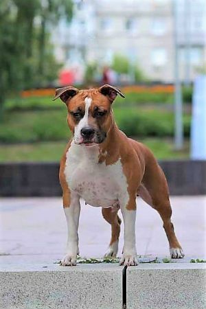 RED BRILLIANTS BEAUTIFUL LIFE