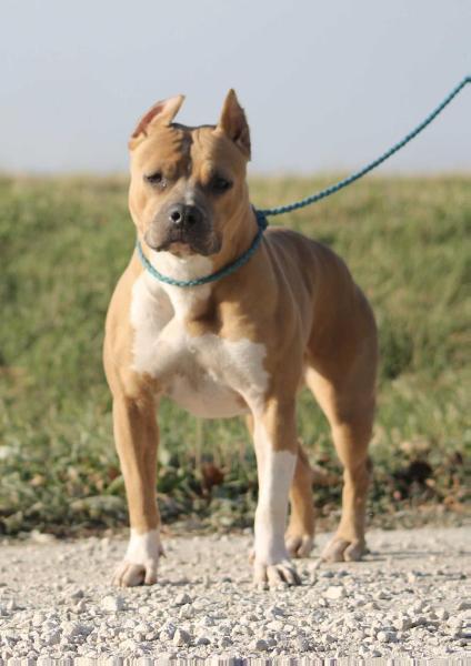 Contra Legem Puma Runa