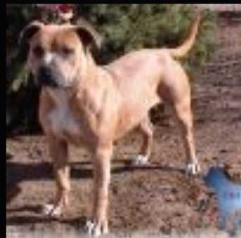 VUELINE'S OPAL ESSENCE