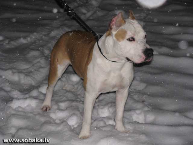 Sozvezdie Art  Evgenee Onegin