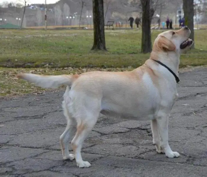 J.Ch. MK; Ch. MK FAITH BLACKROCK SISCIA