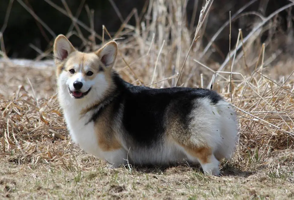 CAN GCh Curig Faerietale Jedi Knight