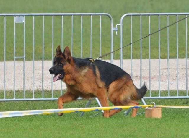 LIDER VON PANONIANSEE