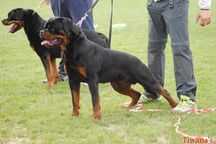 Ok Boy del Vecchio Rott