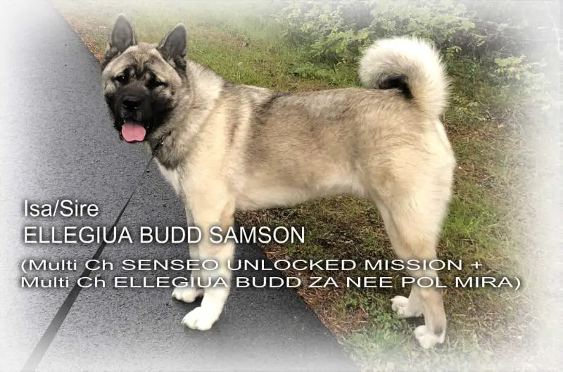 Ellegiua Budd Samson