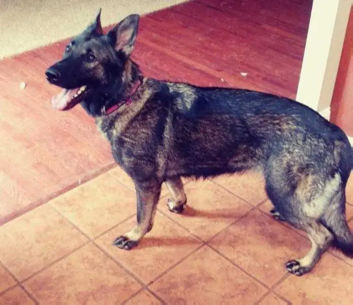 Honey Vom Haus Rankin