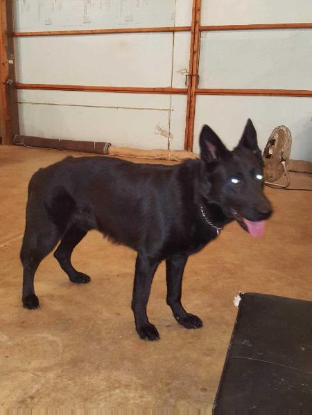 Stealth Vom Haus Rankin