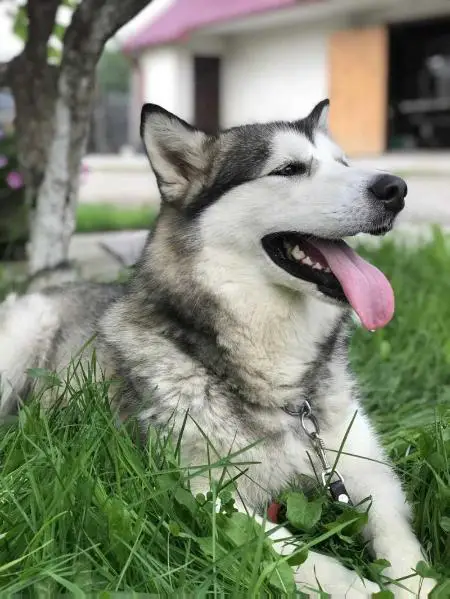 Dixie Spirit of Alaska