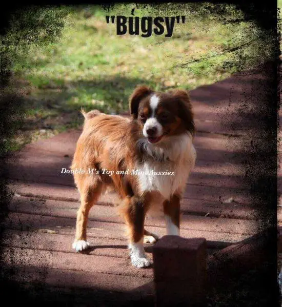 Hughes Toys Bugsy at Double M's