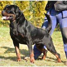 Serbia Champion MAICON IMPERIAL WARRIOR