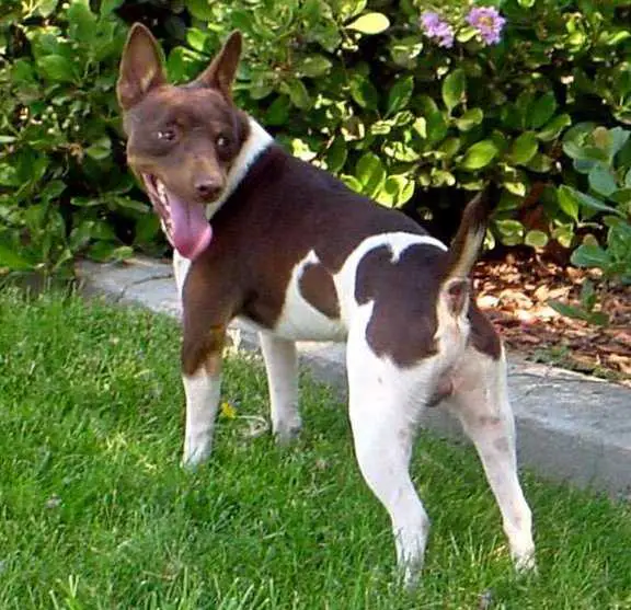CH Bogart's T-Bone Brown Bogart