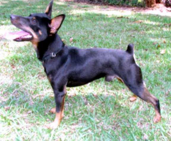 GRCH Cal Val Li'l Mr Big