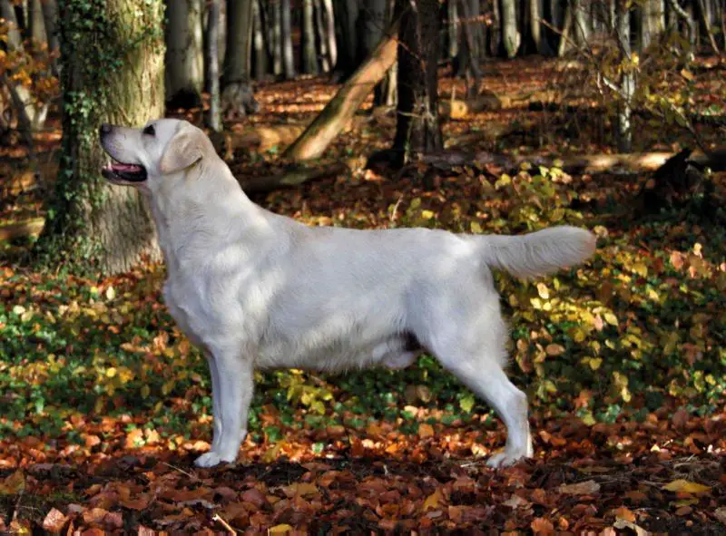 CH Mallorn's Silver Surfer