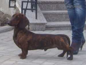 TOMAS ZOLANKIN TIGRIK IZ T'AKS LAND