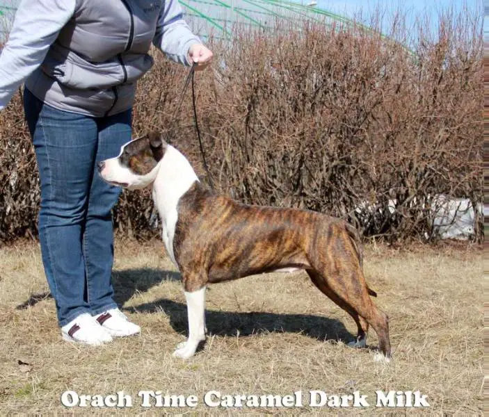 Orach Time Caramel Dark Milk
