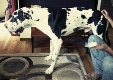 Skyline Danes Stan The Man