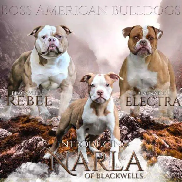 American BOSS Bulldogs Narla of Blackwell’s