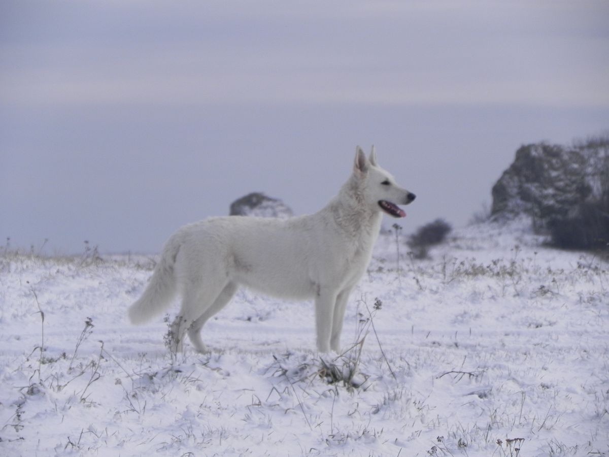 Canta Lupa (FCI) BIRMA OD BABY Z PSAMI