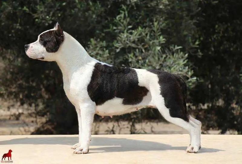 Red Diamond Queen Of Thunder