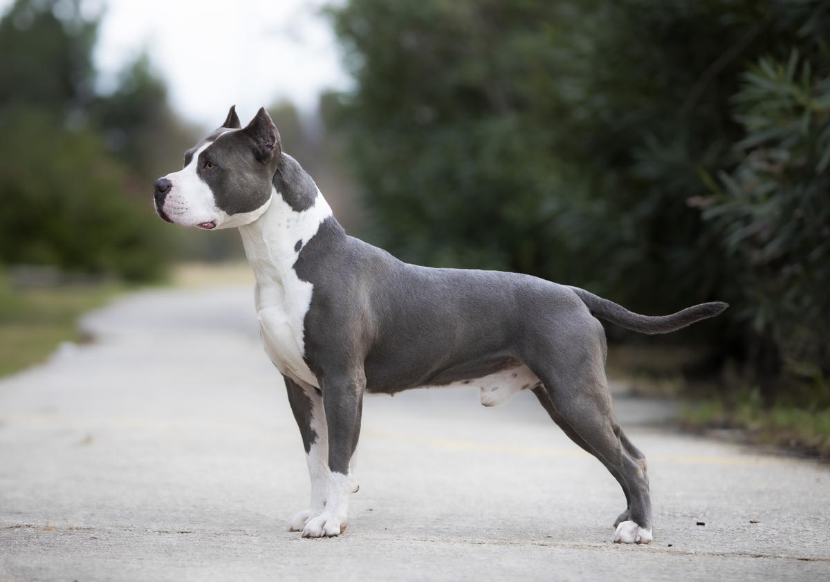 J.CH.MNE,CH.MNE,BIH,JBOB,BOS,CACIB Blade Von House Bajic