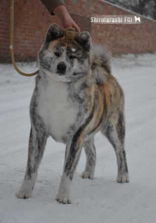 RO GCH, RO/PL/INT'L CH, PL JCH Cammei Daschia