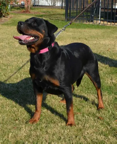 Khaleesi Von Der Brans Haus