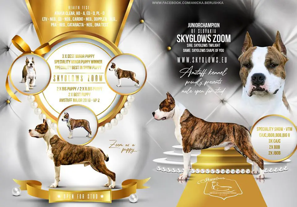 TOP AST 2020 SLOVAKIA DOG CUP, JCH.SK SKYGLOWS ZOOM