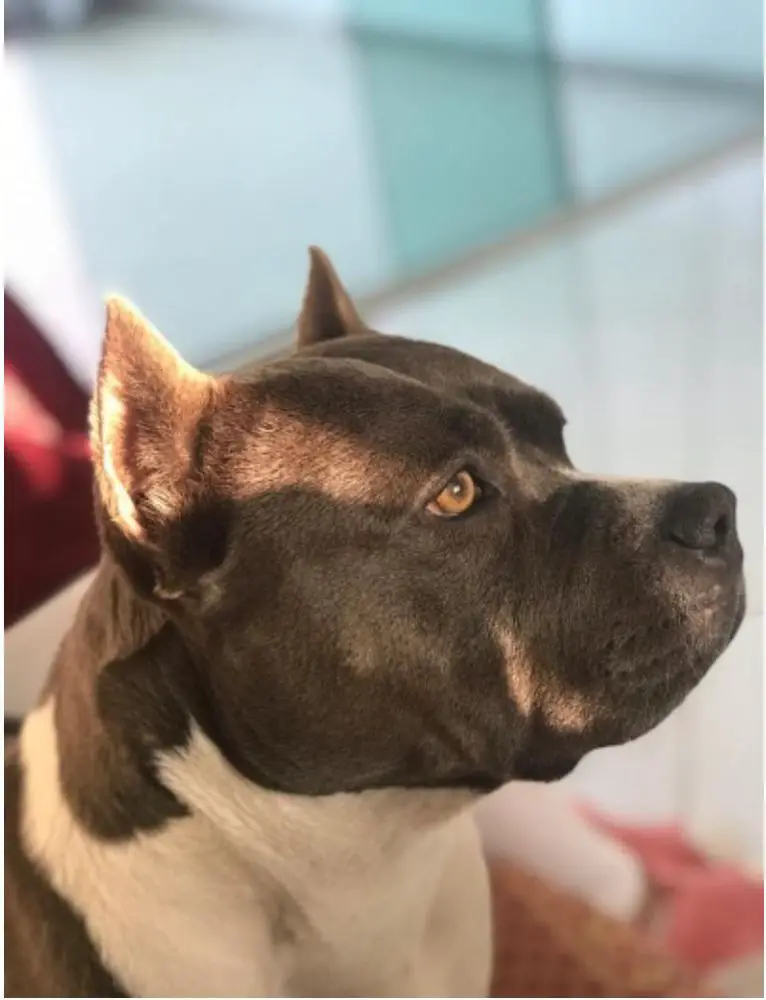 MITRAS STRONG FORTRESS DOG's