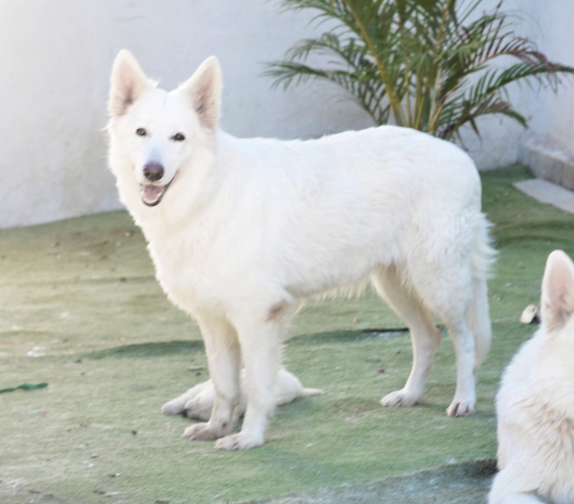 Piu Bianco Loba