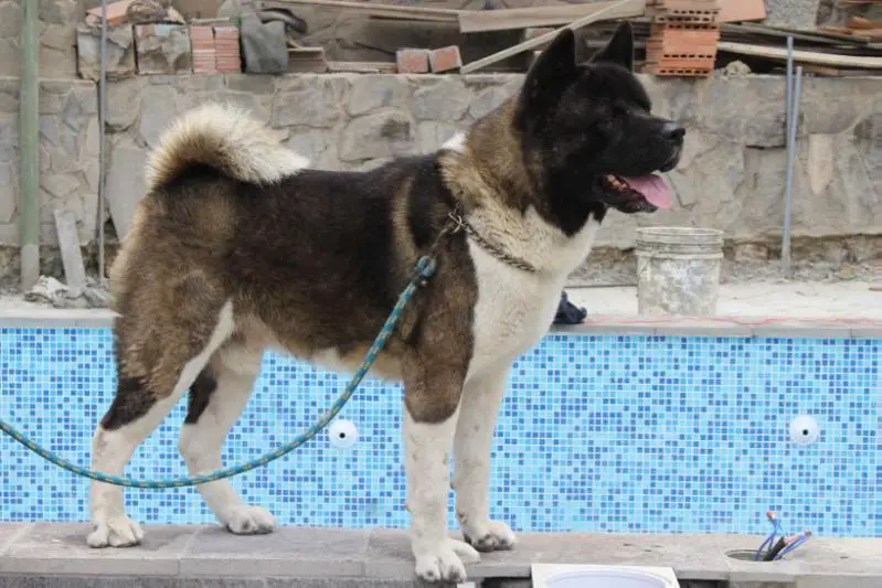 Lion Warrior From The Close To The Sun