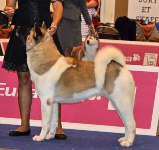 HU CH, HU JCH You Be Long Wolf Point