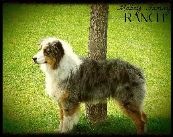 Mabey Ranch's Lady Lia