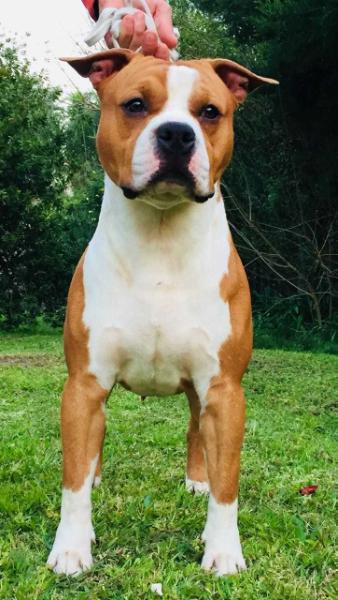 Arg Ch, Chile Ch Jr. Mejor Macho Cachorro World Dog Show Ams GARABITO PODEROSO DE LA GRAN STRANIERA