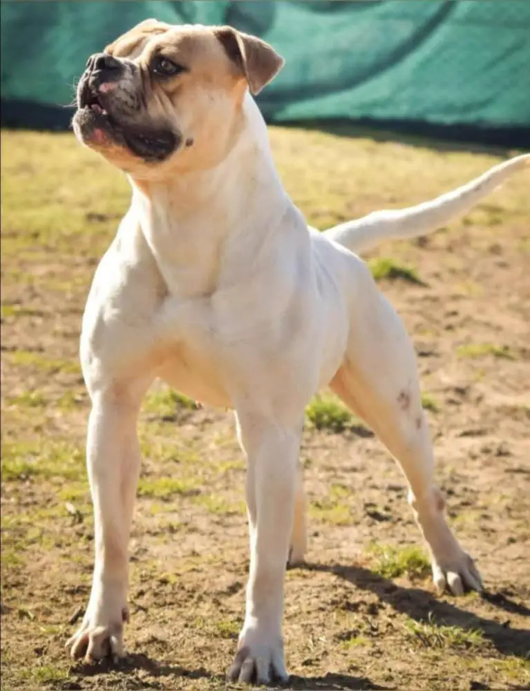 Lionesses Massimo's Giggia