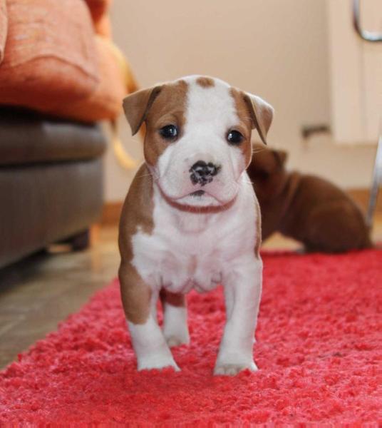 Karballido Staffs Kamikaze's Cinderella