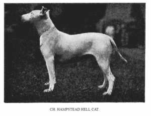 CH Hampstead Hell Cat