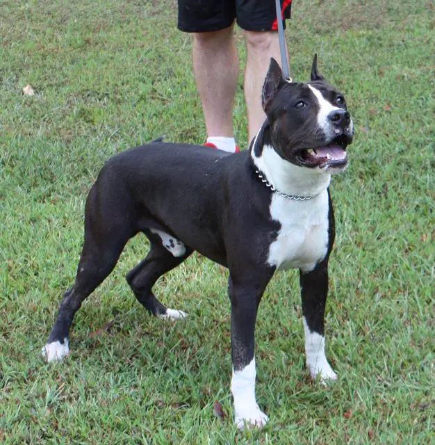 Scott's Gringo the Thug Thumper