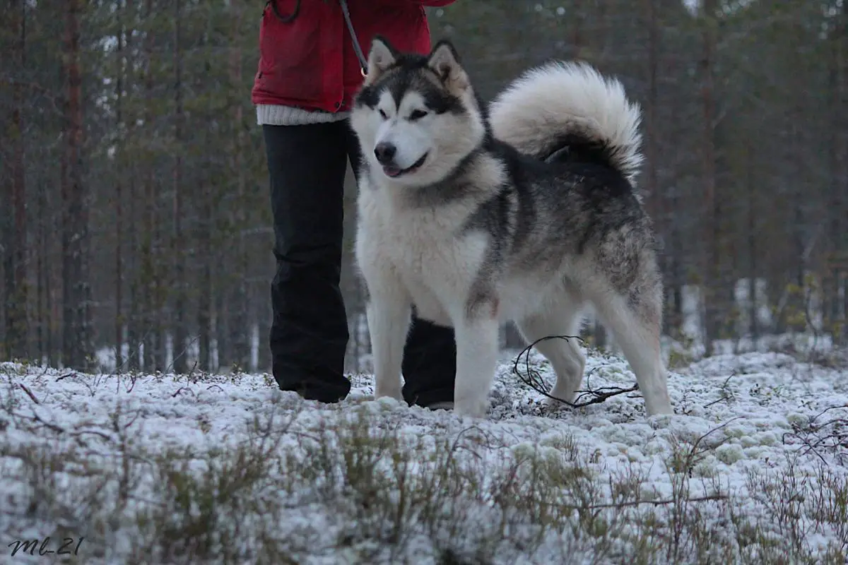 FI CH FI WPCH Cahppes Amazing Ace Archie