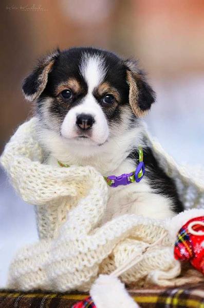 Eater of Socks Blagost` Svargi