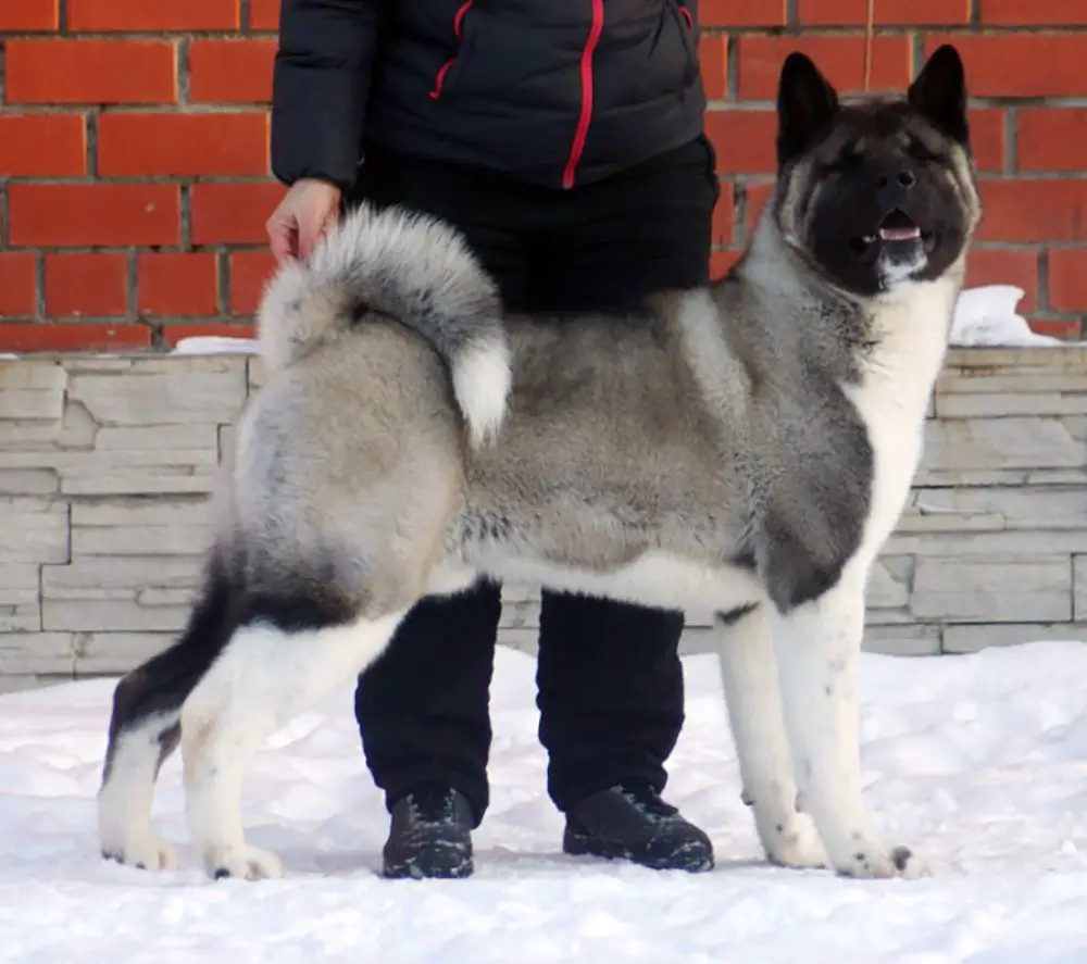 Siberian Hunter IMPERIUM ENERGY