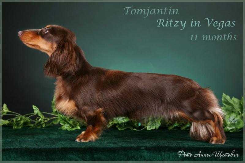 FT-FOX Tomjantin Ritzy in Vegas