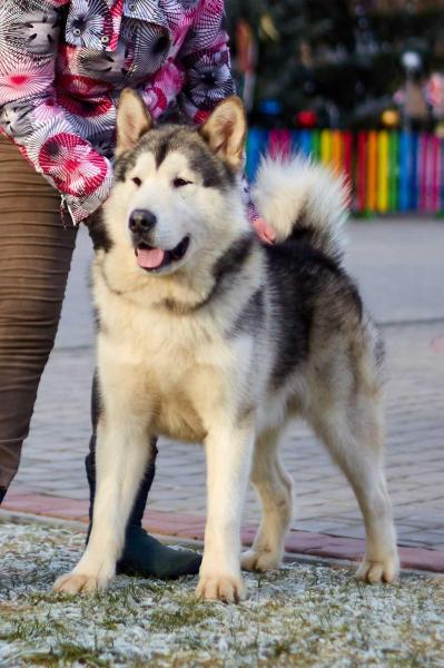 JCHBY, JCHBreedBY, JGrandCHBY TASTE OF VICTORY UNIVERSAL ANSWER