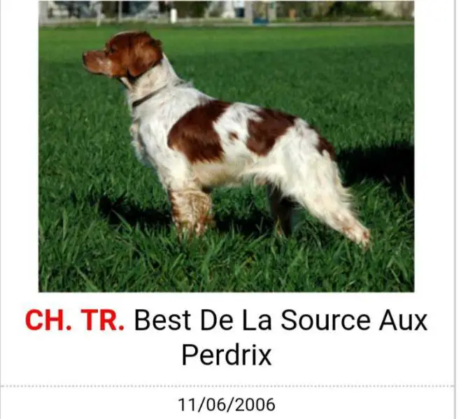 CH.TR. BEST de la source aux perdrix