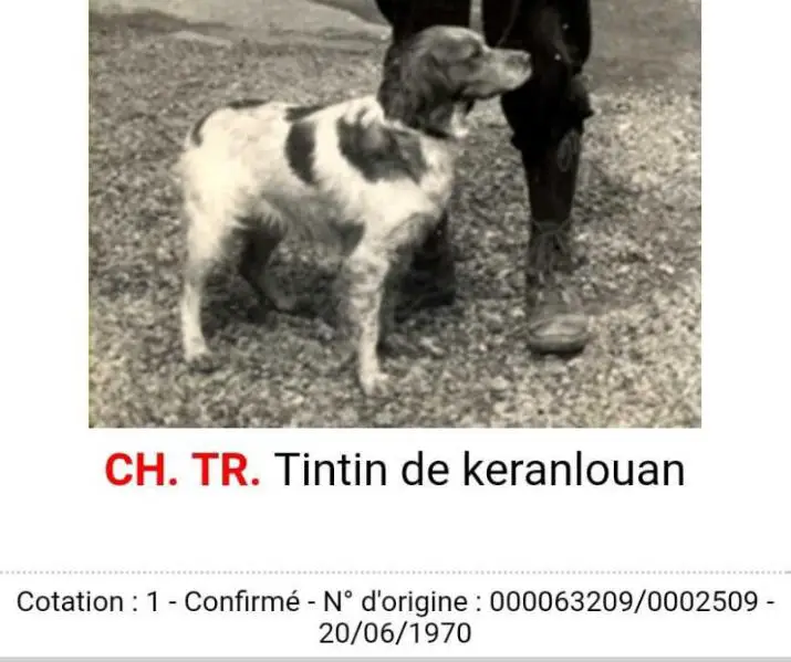 ChFCS TINTIN de Keranlouan
