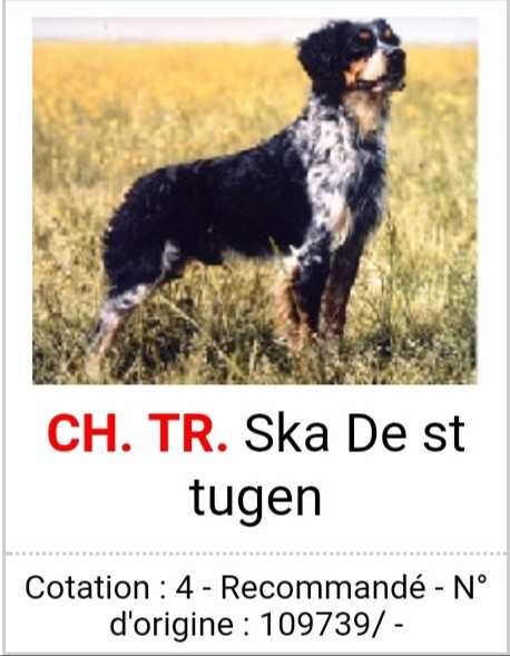 ChFCS. ChIB. SKA de Saint Tugen