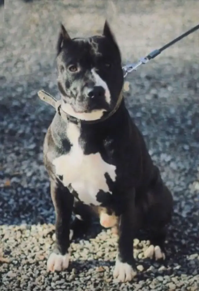 Golden Kyon Man in Black