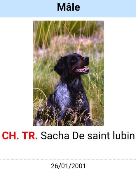 CH.TR. SACHA de Saint Lubin